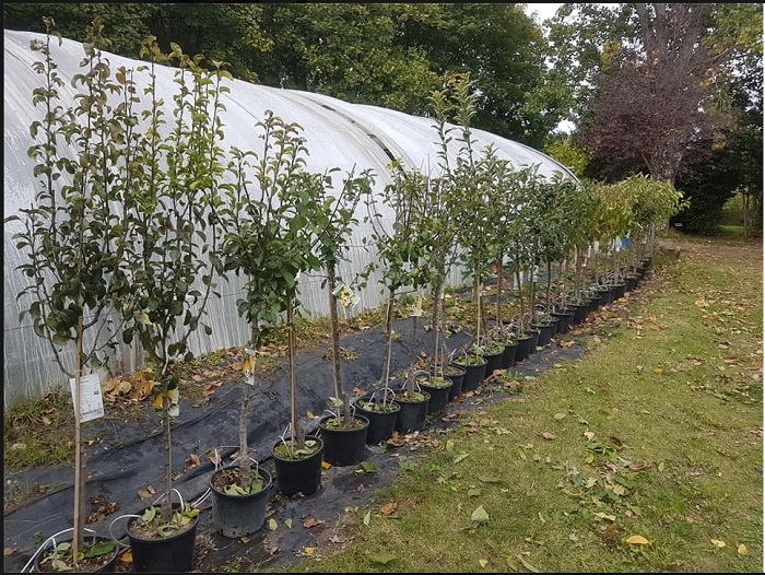 entreprise Pépinière Sceau vert